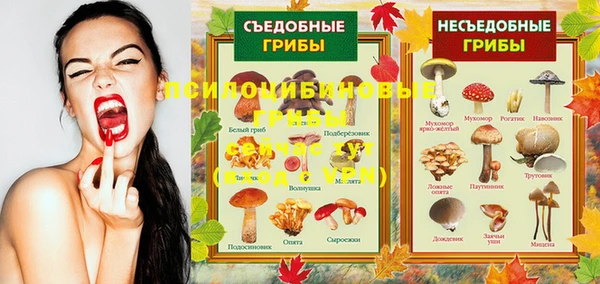 гидра Инта